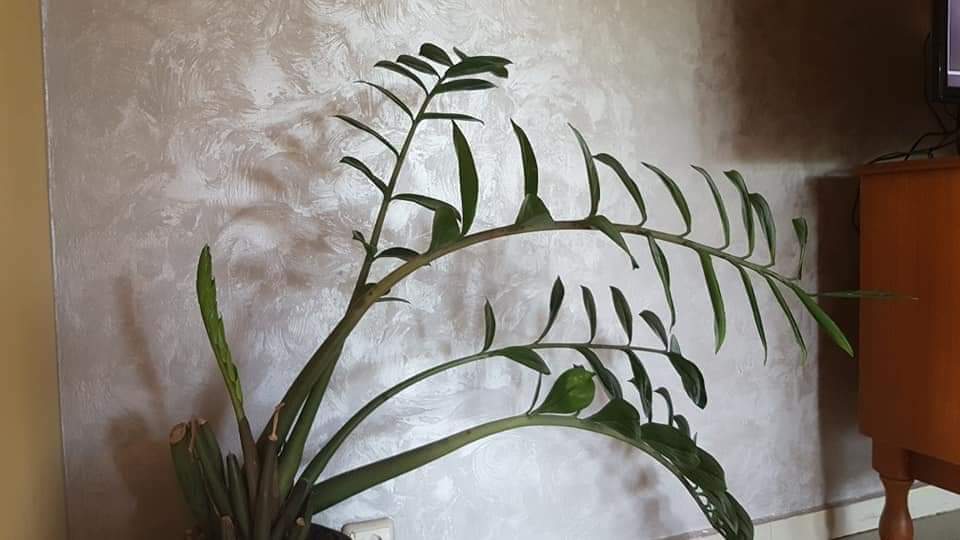 Corado Silver 5Kg